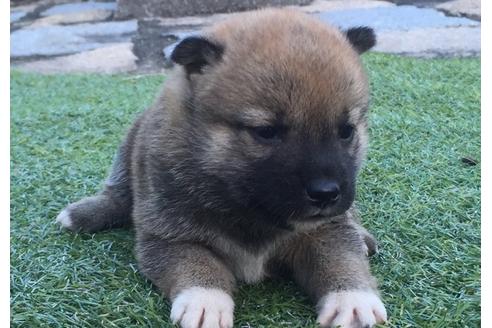 成約済の長崎県の柴犬-8515の1枚目