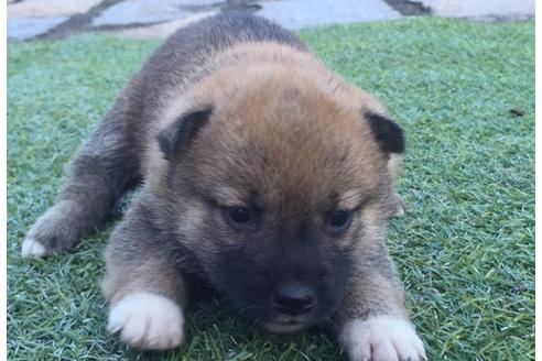 成約済の長崎県の柴犬-8515の2枚目