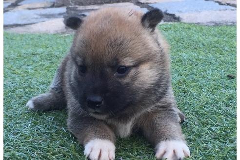 成約済の長崎県の柴犬-8515の4枚目
