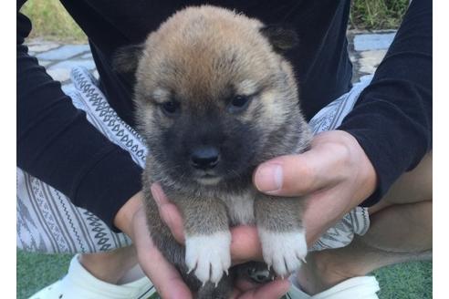 成約済の長崎県の柴犬-8515の5枚目