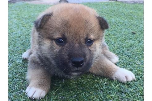 成約済の長崎県の柴犬-8516の1枚目