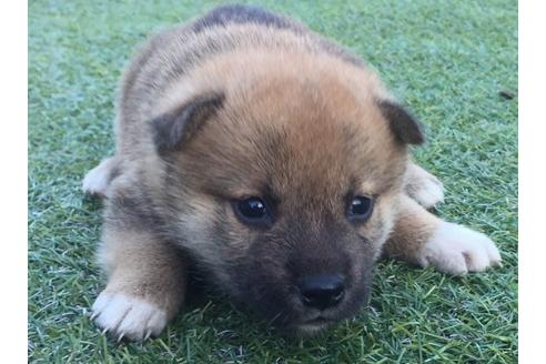 成約済の長崎県の柴犬-8516の2枚目