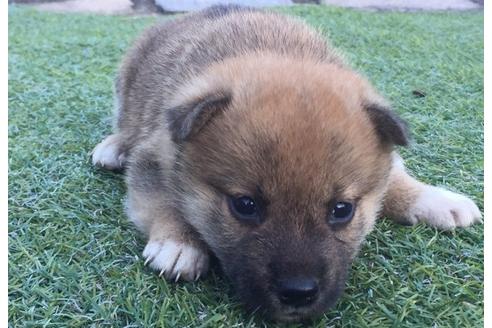 成約済の長崎県の柴犬-8516の3枚目