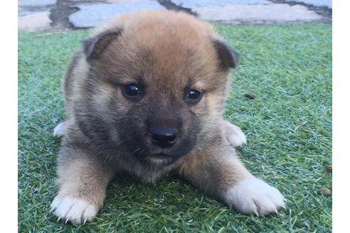 成約済の長崎県の柴犬-8516の4枚目