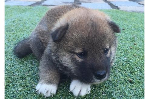 成約済の長崎県の柴犬-8517の1枚目