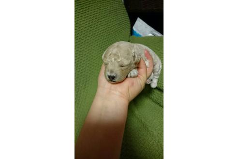 成約済の山口県のトイプードル-9588の1枚目