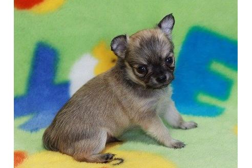 成約済の愛知県のチワワ-9594の2枚目