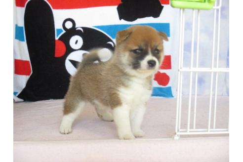成約済の熊本県の柴犬-9618の1枚目