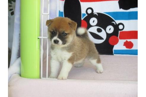 成約済の熊本県の柴犬-9618の2枚目