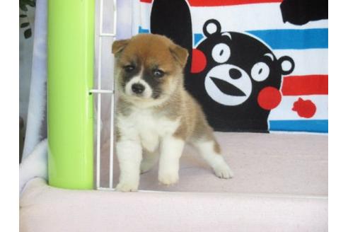 成約済の熊本県の柴犬-9618の3枚目