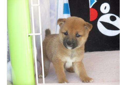 成約済の熊本県の柴犬-9619の3枚目