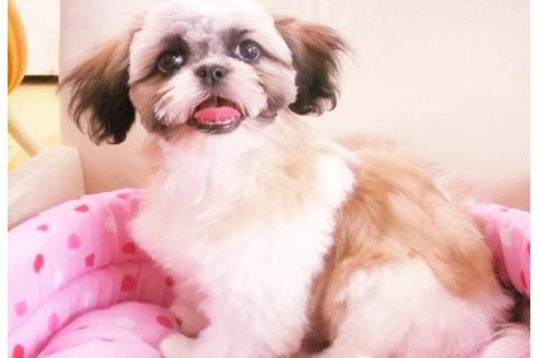 成約済の大阪府のミックス犬-5171の5枚目