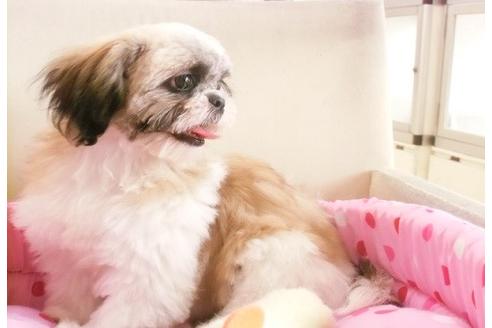 成約済の大阪府のミックス犬-5171の3枚目