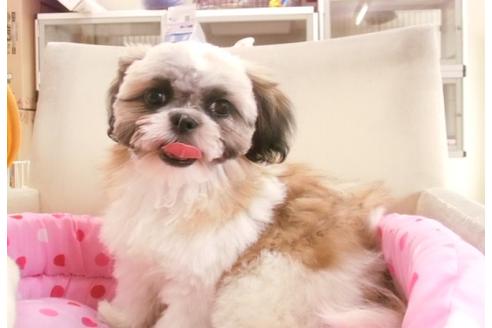 成約済の大阪府のミックス犬-5171の2枚目