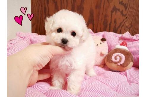 成約済の秋田県のトイプードル-9450の4枚目
