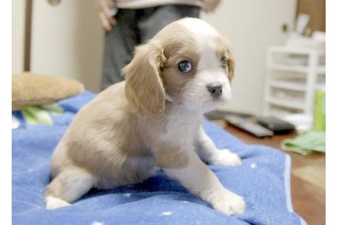 成約済の埼玉県のキャバリアキングチャールズスパニエル-9670の2枚目