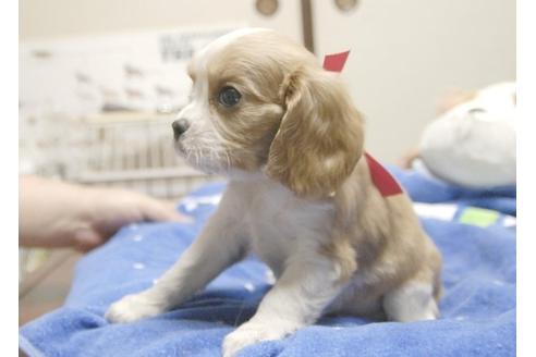 成約済の埼玉県のキャバリアキングチャールズスパニエル-9670の3枚目