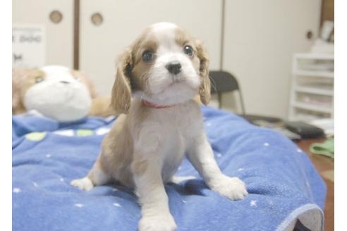 成約済の埼玉県のキャバリアキングチャールズスパニエル-9670の4枚目