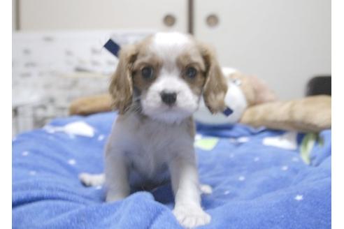 成約済の埼玉県のキャバリアキングチャールズスパニエル-9671の1枚目