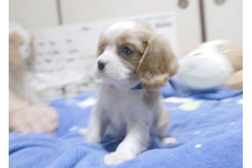 成約済の埼玉県のキャバリアキングチャールズスパニエル-9671の5枚目