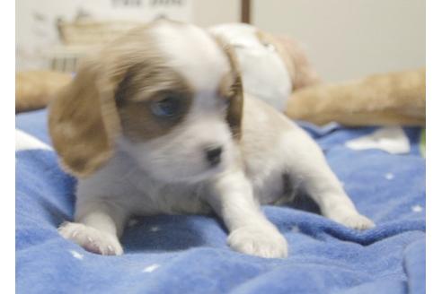 成約済の埼玉県のキャバリアキングチャールズスパニエル-9673の4枚目