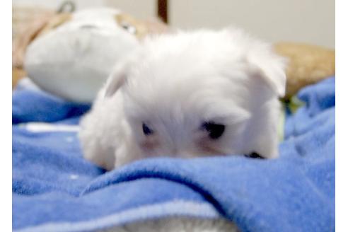 成約済の埼玉県のマルチーズ-8185の2枚目