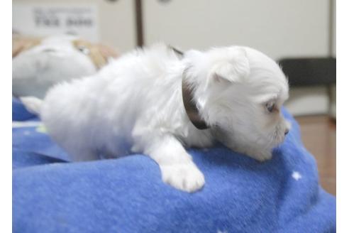 成約済の埼玉県のマルチーズ-9335の1枚目