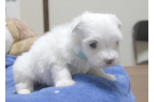 成約済の埼玉県のマルチーズ-9336の4枚目