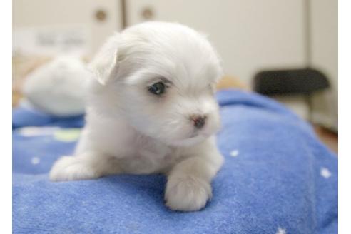 成約済の埼玉県のマルチーズ-9337の3枚目