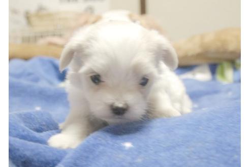 成約済の埼玉県のマルチーズ-9338の1枚目