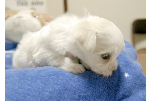 成約済の埼玉県のマルチーズ-9338の3枚目