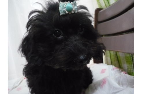 成約済の京都府のミックス犬-5790の2枚目