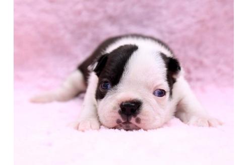 成約済の栃木県のボストンテリア-9713の1枚目