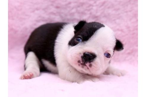 成約済の栃木県のボストンテリア-9713の2枚目