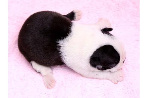 成約済の栃木県のボストンテリア-9713の3枚目