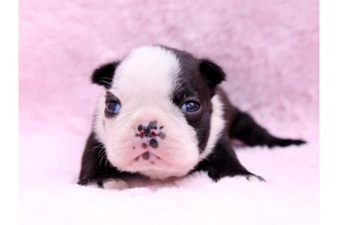 成約済の栃木県のボストンテリア-9714の1枚目