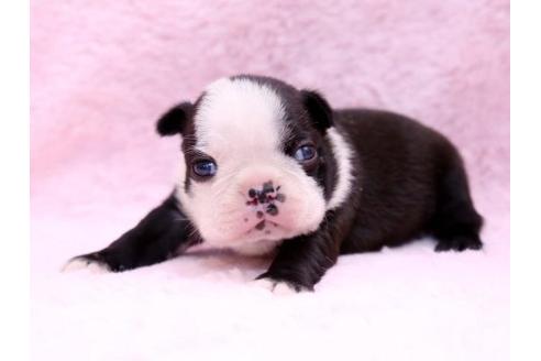 成約済の栃木県のボストンテリア-9714の2枚目