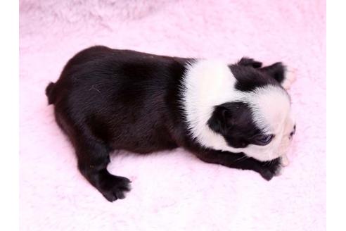 成約済の栃木県のボストンテリア-9714の3枚目