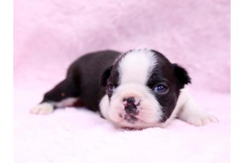 成約済の栃木県のボストンテリア-9715の2枚目