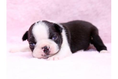 成約済の栃木県のボストンテリア-9715の3枚目