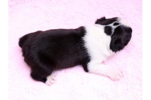 成約済の栃木県のボストンテリア-9715の1枚目