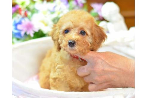 成約済の埼玉県のトイプードル-6325の2枚目