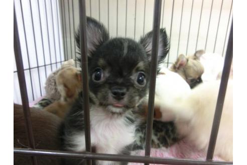 成約済の京都府のチワワ-9716の1枚目