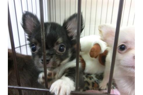 成約済の京都府のチワワ-9716の2枚目