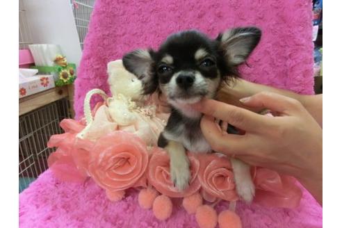 成約済の京都府のチワワ-9717の1枚目