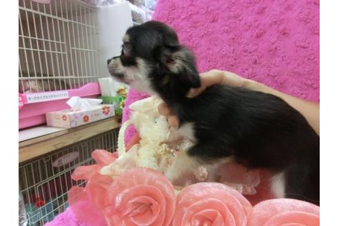 成約済の京都府のチワワ-9717の2枚目