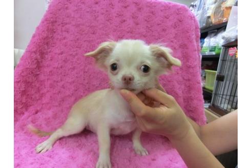 成約済の京都府のチワワ-9718の2枚目