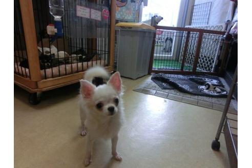 成約済の京都府のチワワ-9719の2枚目