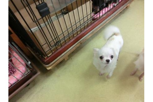 成約済の京都府のチワワ-9719の3枚目