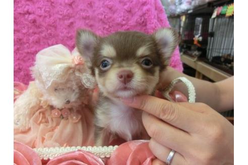 成約済の京都府のチワワ-9720の2枚目